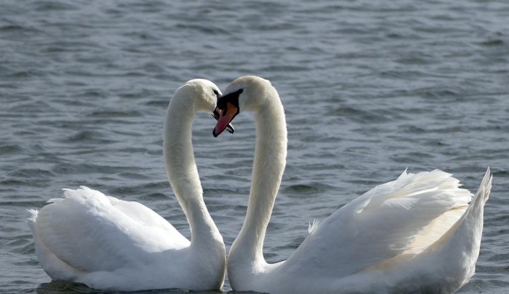 Valentine's Day - two swans interlock their necks in a heart shape in Sutton Harbour