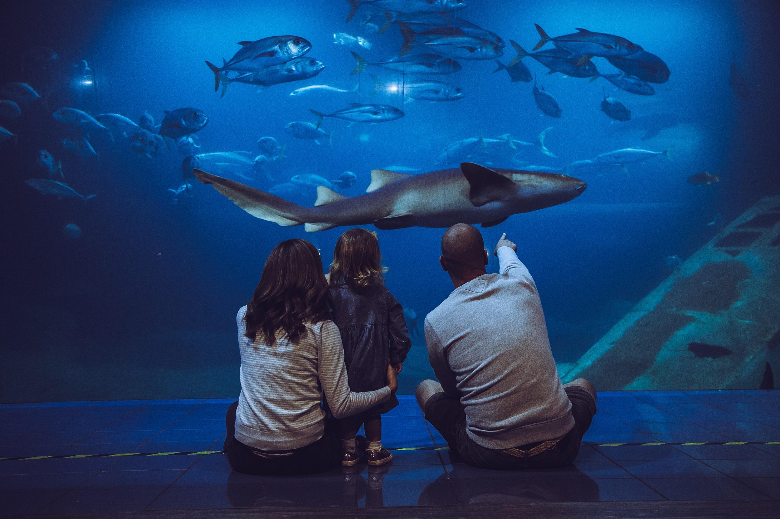 A family celebrate the summer holidays at the aquarium with their child.