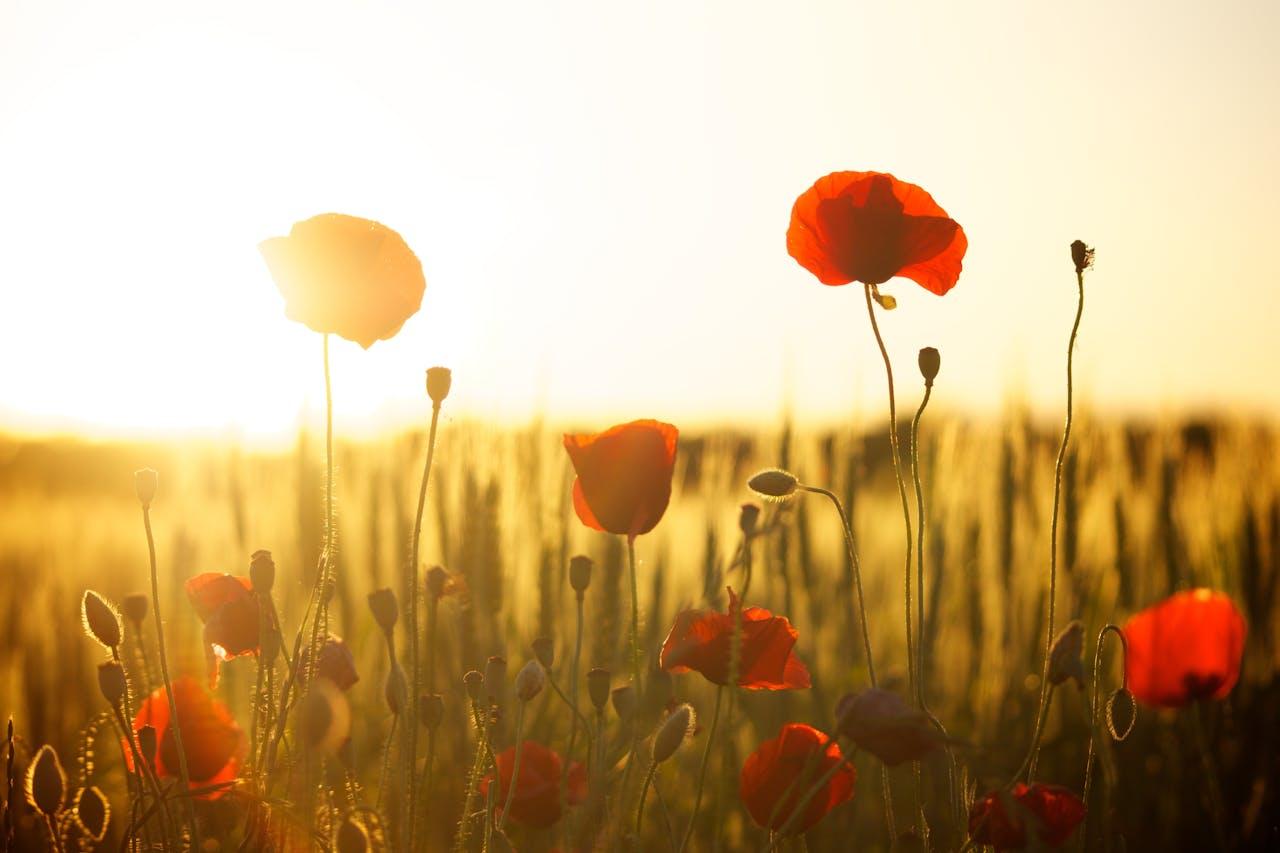 poppies in a field