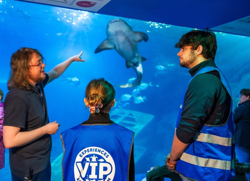 Aquarium staff member hosting zebra shark experience