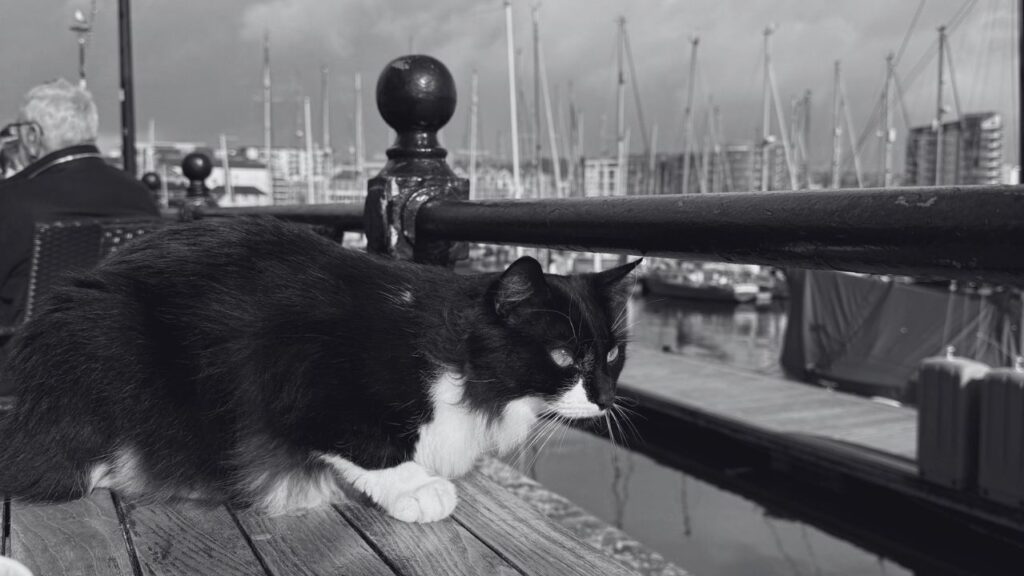 A cat lies on a table next to the harbour looking out towards the water